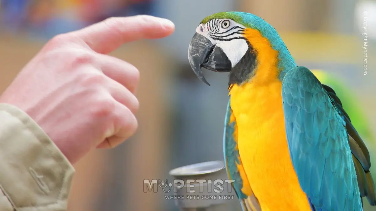 12-tips-on-how-to-train-a-parrot-to-talk-where-pets-come-first