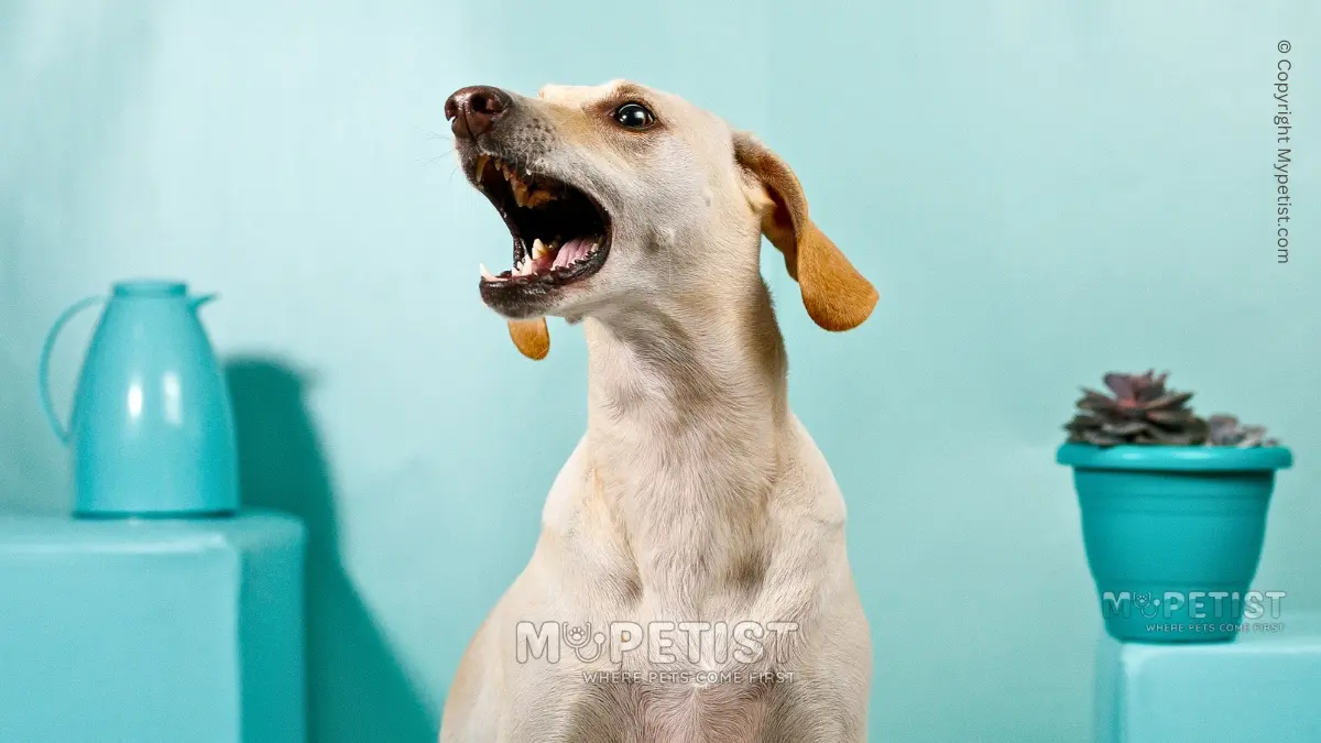 Expert Tips To Stop Dog Barking Behavior: Soothing The Savage Bark ...