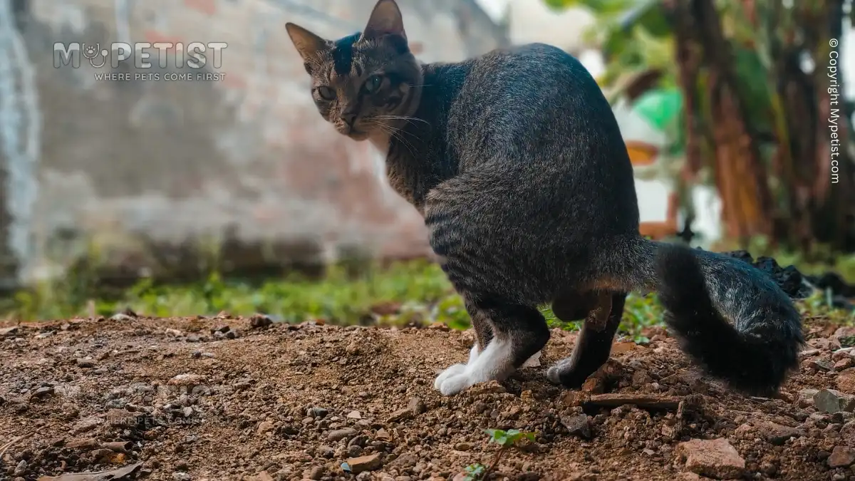 how-to-stop-cats-pooping-in-your-garden-where-pets-come-first